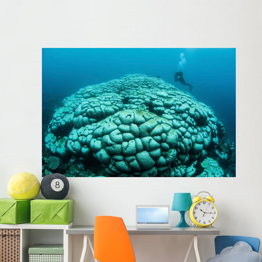 Corals Are Beginning to Wall Decal Design 2