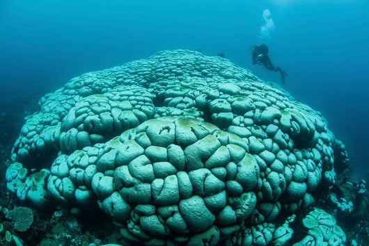 Corals Are Beginning to Wall Decal Design 2