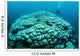 Corals Are Beginning to Wall Decal Design 2