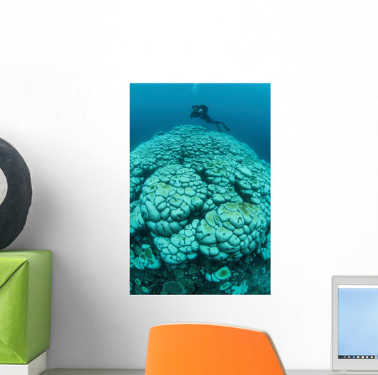 Corals Are Beginning to Wall Decal Design 1