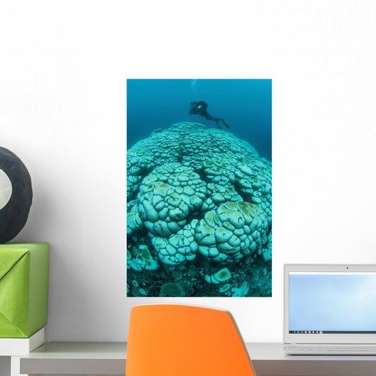 Corals Are Beginning to Wall Decal Design 1