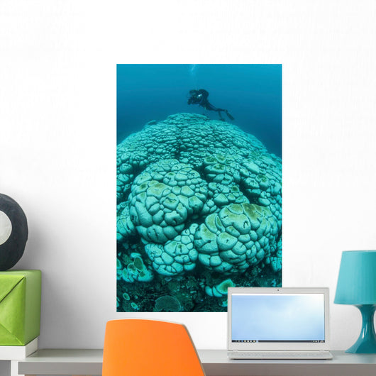 Corals Are Beginning to Wall Decal Design 1