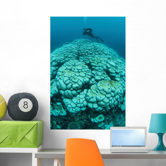 Corals Are Beginning to Wall Decal Design 1