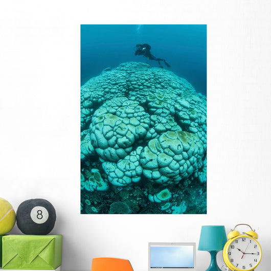 Corals Are Beginning to Wall Decal Design 1