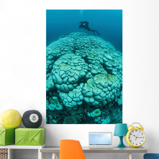 Corals Are Beginning to Wall Decal Design 1
