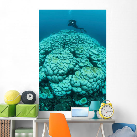 Corals Are Beginning to Wall Decal Design 1