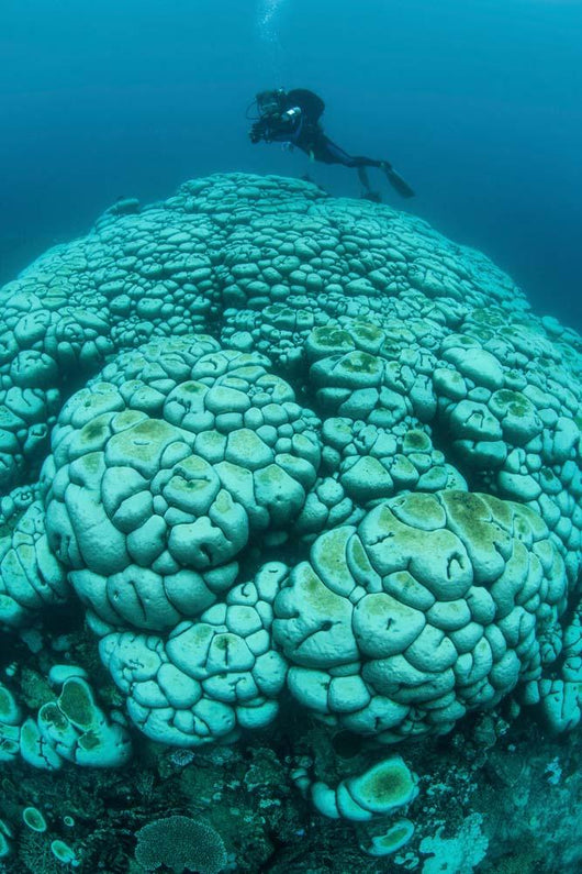 Corals Are Beginning to Wall Decal Design 1