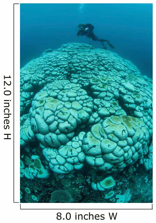 Corals Are Beginning to Wall Decal Design 1