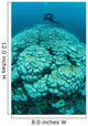 Corals Are Beginning to Wall Decal Design 1
