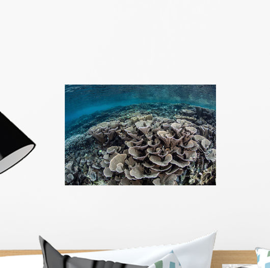 Fragile Corals Grow Shallow Wall Decal Design 2