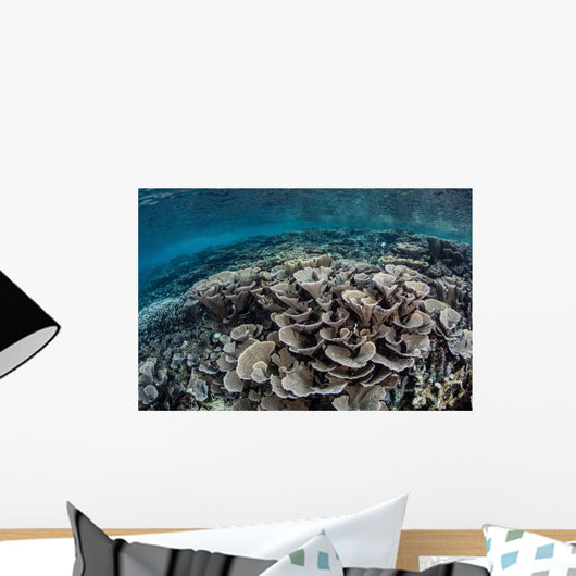 Fragile Corals Grow Shallow Wall Decal Design 2