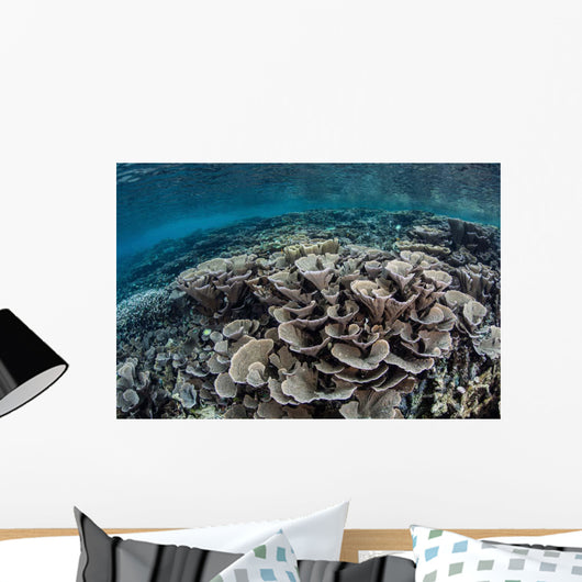 Fragile Corals Grow Shallow Wall Decal Design 2