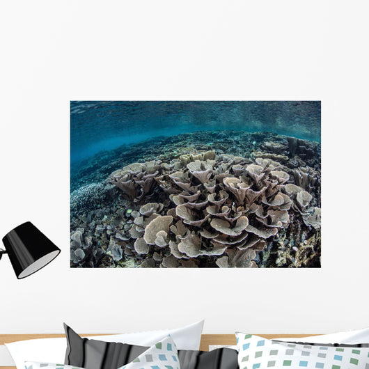Fragile Corals Grow Shallow Wall Decal Design 2