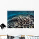 Fragile Corals Grow Shallow Wall Decal Design 2