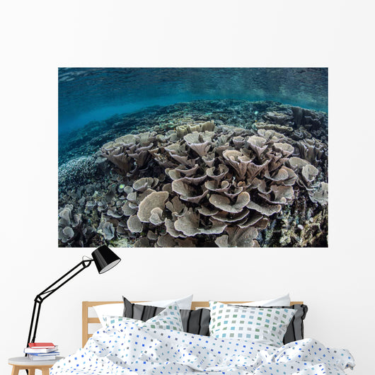 Fragile Corals Grow Shallow Wall Decal Design 2