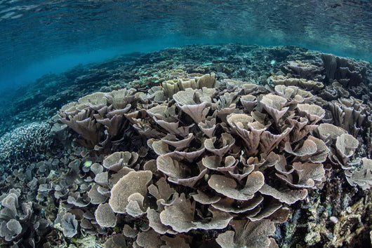 Fragile Corals Grow Shallow Wall Decal Design 2