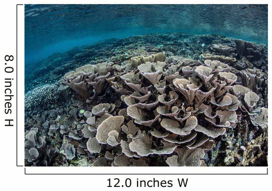 Fragile Corals Grow Shallow Wall Decal Design 2