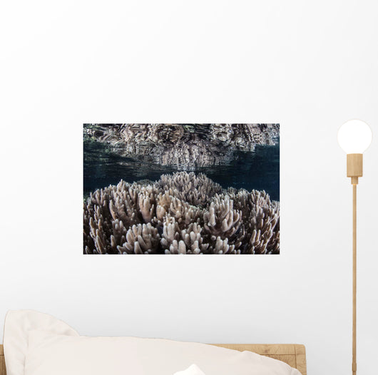 Soft Corals Grow Shallow Wall Decal