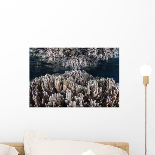Soft Corals Grow Shallow Wall Decal