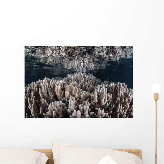 Soft Corals Grow Shallow Wall Decal