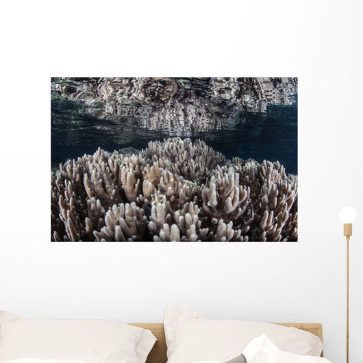 Soft Corals Grow Shallow Wall Decal