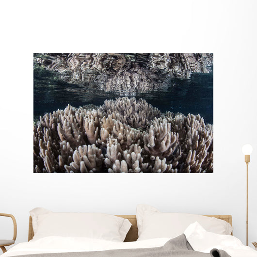 Soft Corals Grow Shallow Wall Decal