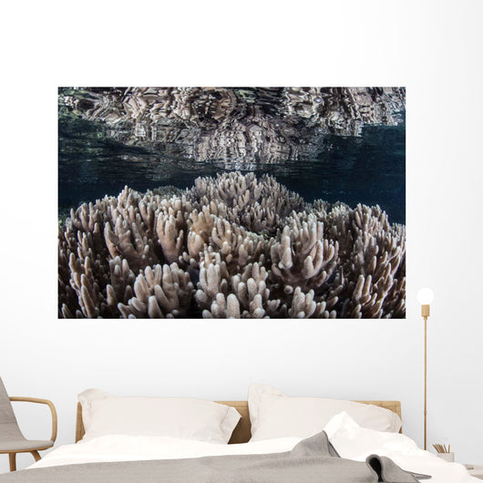 Soft Corals Grow Shallow Wall Decal