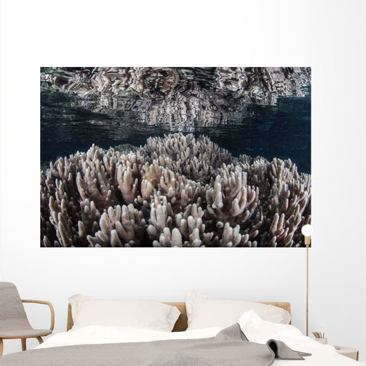 Soft Corals Grow Shallow Wall Decal