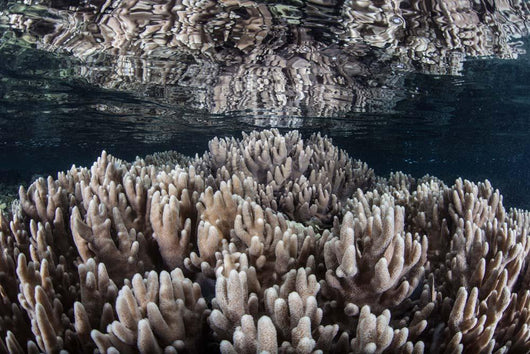 Soft Corals Grow Shallow Wall Decal