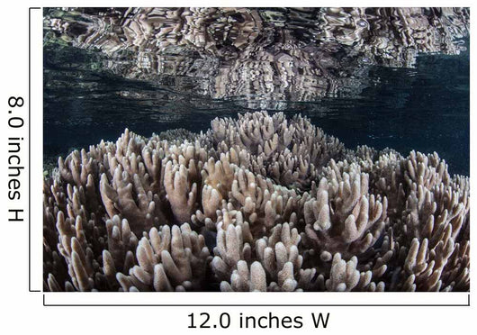 Soft Corals Grow Shallow Wall Decal
