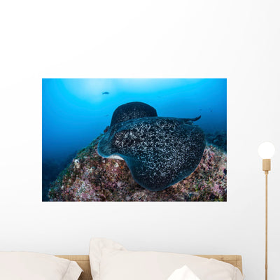 Large Black-blotched Stingray Swims Wall Decal Design 3 shown on a wall