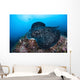 Large Black-blotched Stingray Swims Wall Decal Design 3