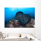 Large Black-blotched Stingray Swims Wall Decal Design 3