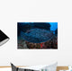Large Black-blotched Stingray Swims Wall Decal Design 2