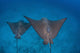 Spotted Eagle Rays Swim Wall Decal Design 4