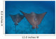 Spotted Eagle Rays Swim Wall Decal Design 4