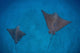 Spotted Eagle Rays Swim Wall Decal Design 3