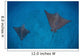 Spotted Eagle Rays Swim Wall Decal Design 3