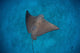 Spotted Eagle Ray Swims Wall Decal Design 1