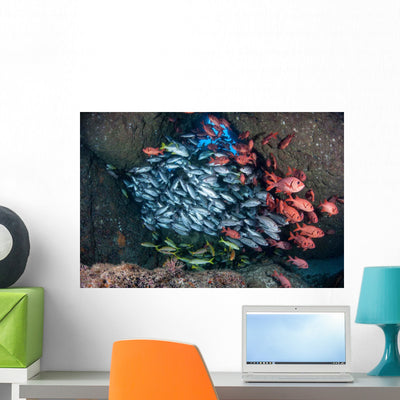 Schooling Fish Swim Cavern Wall Decal shown on a wall