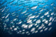 Schooling Fish near Cocos Wall Decal