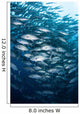 Schooling Bigeye Jacks Swim Wall Decal