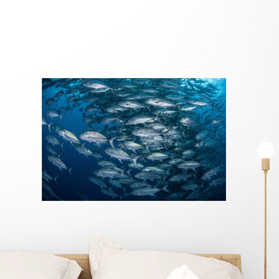 Schooling Bigeye Jacks near Wall Decal shown on a wall