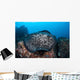 Large Black-blotched Stingray Swims Wall Decal Design 1