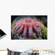 Crown-of-thorns Starfish Feeds Coral Wall Decal