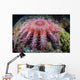 Crown-of-thorns Starfish Feeds Coral Wall Decal