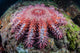 Crown-of-thorns Starfish Feeds Coral Wall Decal