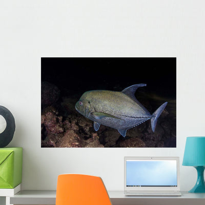 Black Trevally Swims over Wall Decal shown on a wall