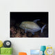Black Trevally Swims over Wall Decal