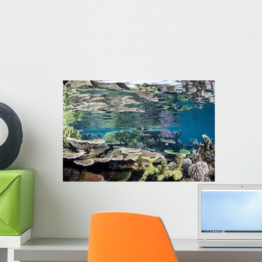 Reef-building Corals Raja Ampat Wall Decal Design 5